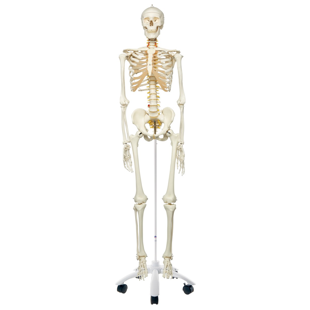 Модель скелета человека 180см
